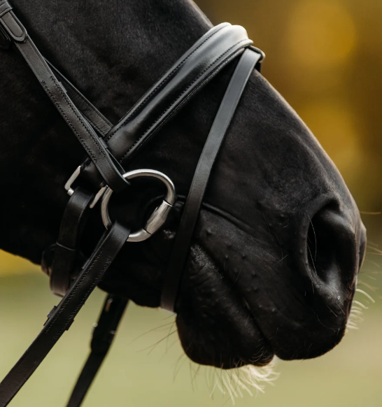 Demi Bridle noseband and reins detail — Ecinchly Tack