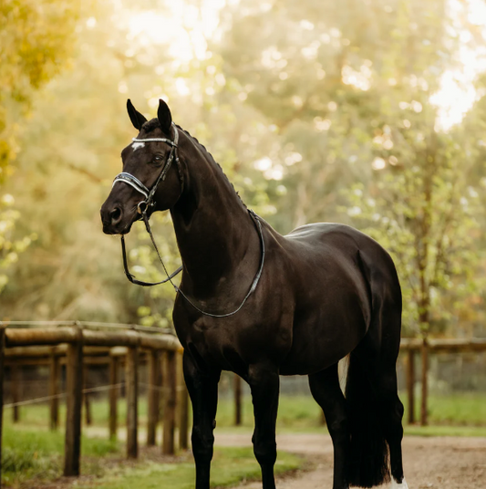 Lumiere-Adeline snaffle horse bridle - premium equestrian leather bridle"
