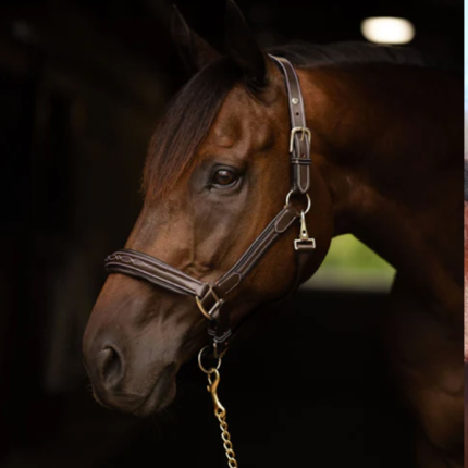 Henri de Rivel Pro Collection Leather Lead with 24" Solid Brass Chain