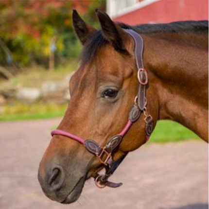 Henri de Rivel Leather Rope Halter